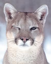 Keep calm and prowl on. You can call me Cougarella. #cougarproblems