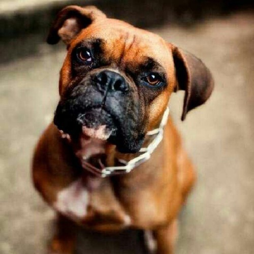 BoxerFriends's profile picture. http://t.co/tdjK2gGEtd -» A Place for the Friends of the Boxer Dog