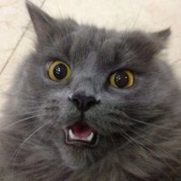 Sarah (@sarona) 's Twitter Profile