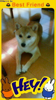寮長(福岡,柴犬なな＆もこ)