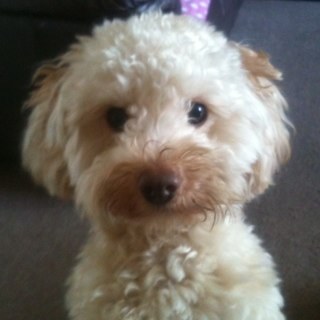 im a jackadoodle that loves being misbehaving, walking and nicking things.