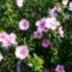 mrofdc's profile picture. 한국인 노벨 과학상을 받아야해요. 이휘소 박사는 가셨지만 한국인 과학자 저력을 보고 듣고 싶어요.