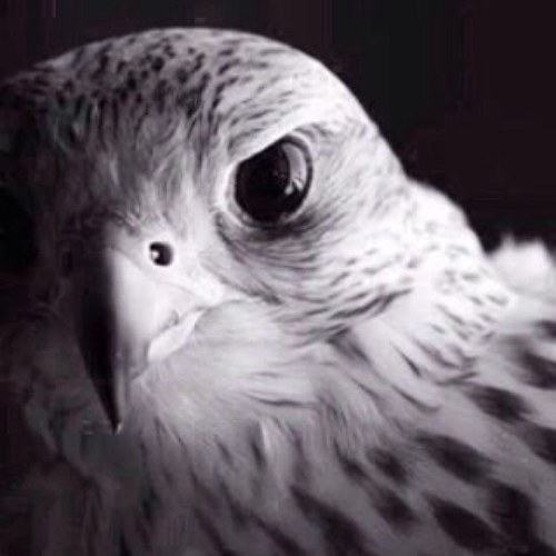 aa_yosif Profile Picture