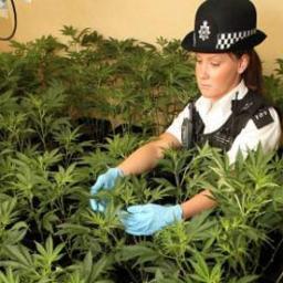 Marijuana Seeds Magazine is a online magazine offering terrific grow information. You will also find unbiased information on Marijuana Seed Banks and strains.