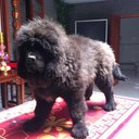 Chuck Zhang - @zhang_chuck - Twitter