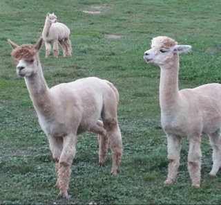 all_colors's profile picture. 