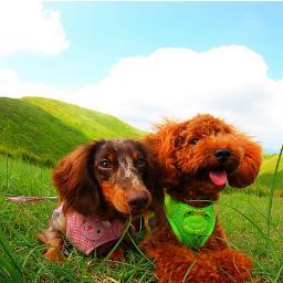 with Ryu（M.Poodle）&Lily（M. Dachshund) I have a 7-year-old son. ♪favorites are Kaze Fuji,SEKAI NO OWARI, Ryusei ♬Travel, Piano,Flowers, Nature, Subconscious