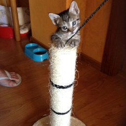 MarcosCifuentes's profile picture. 