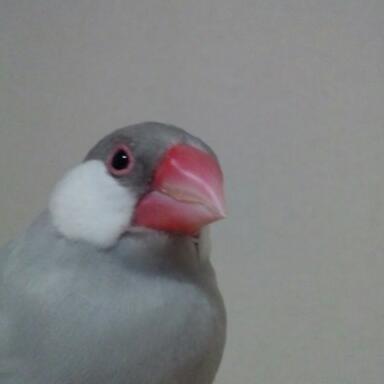 picoさんのプロフィール画像