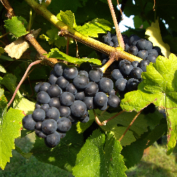 A family run, boutique vineyard, producing small quantities of the finest English still and sparkling wines and ciders