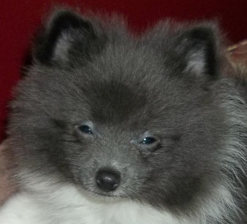 I am a stay at home mama of 4 great kids and have been married to my high school sweetheart for 20 years. We raise and breed Pomeranians in our home.