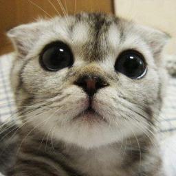 omgnyancats's profile picture. Too many people are thinking of security instead of opportunity. They seem to be more afraid of life than death - James F. Bymes