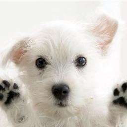 TreatDogAnxiety's profile picture. TreatDogAnxiety is a website dedicated to helping all dogs get over anxiety. LIKE US ON FACEBOOK! - http://t.co/jAhwZCO9Jg