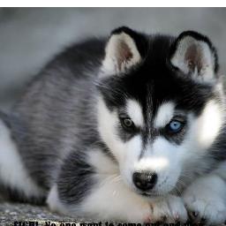 89docholliday's profile picture. here just ask