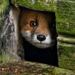 Titanking's profile picture. 