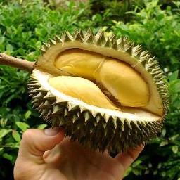 DURIAN IS THE KING OF FRUITS.