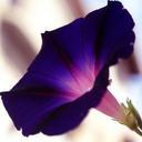 Ali Marquesita - @AlidaMarquez1 - Twitter