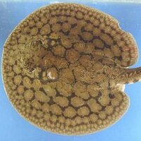 David Garcia (@trygonp) 's Twitter Profile