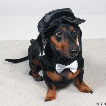 PimpingPup's profile picture. I will Pimp you out for a doggy treat! *Woof* @/DMs open #Non-biased #AlwaysRetweets #PimpApproved #TeamFollowBack [Author: @Loriinlalaland ]