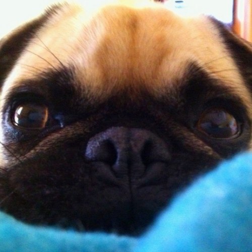 Hi! Im ZOEY PUG (2 yr old) and Lucy Pug (10 yr old) is my big sis. She doesnt like me much but momma loves us both! She says were her sanity in a crazy world.
