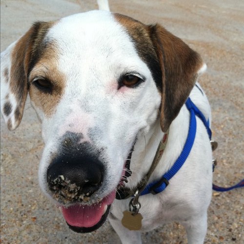 OakleyPup's profile picture. I am the cutest hound dog ever and live a very interesting life!