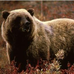 DatAvgBear's profile picture. Chomp