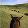 grassncows's profile picture. Rancher, ranching consultant, husband, dad