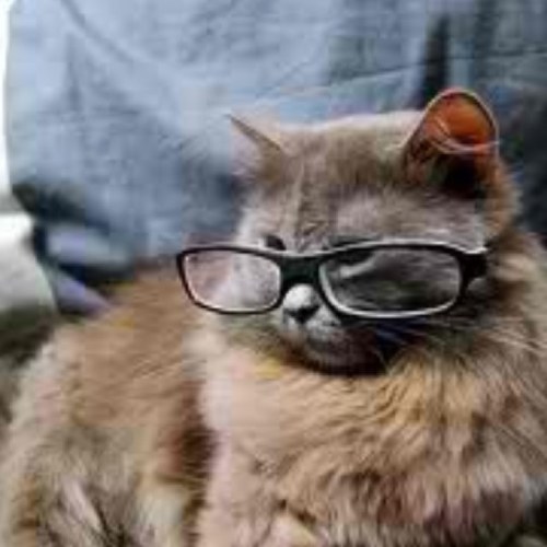 I am an educated male feline with a taste for sarcasm and wit. I attended harvard university and earned a masters in law. I have the voice of morgan freeman