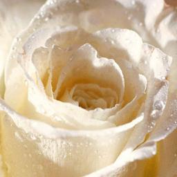 Viadelarosa25's profile picture. Tranquillity, Peace and Love