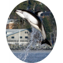 Maintaining a publicly accessible database of community reported cetacean sightings in BC for over 10 years. Research, education, and advocacy.