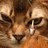 sphynxbarcelona's profile image