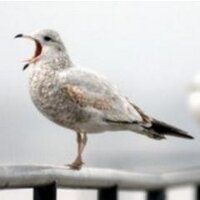 Felixstowe Choir (@felixcommchoir) 's Twitter Profile Photo Felixstowe Choir (@felixcommchoir) 's Twitter Profile Photo