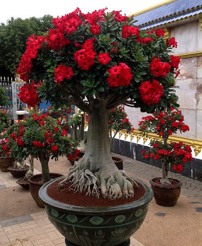 thaiadenium's profile picture. The Best Adenium in the world. We are also the Best Adenium Exporter from Thailand. Over 500 adenium flower varieties are available for you.