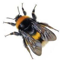 NatureGuides.com (@nature_guides) 's Twitter Profile
