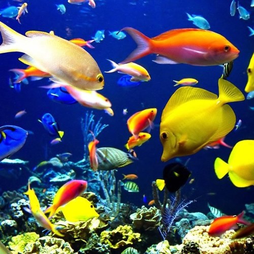 NikoleneDay's profile picture. 