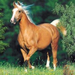 FhaFabio's profile picture. fha.americana@gmail.com