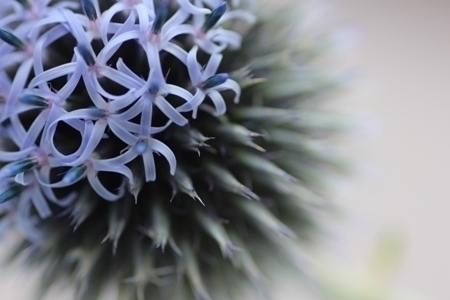 BloembinderijtL's profile picture. 