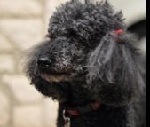 Greerboh's profile picture. 