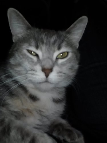 Brian Is Me.
I like cats. MEOW