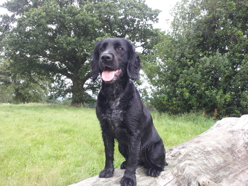 Join our gundog chat