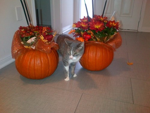 SpaBoss9's profile picture. 