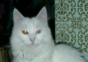 RoKKnRobin's profile picture. USmale/Poet/activist/author-3 books/rodeo/SCUBA diver/treasure hunter/breast cancer widower/Russian wife/past president, Epilepsy Concern (self & first wife)/