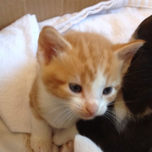 mia_queenbee's profile picture. live, love, learn :)