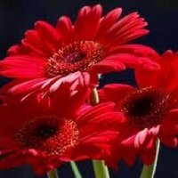 Mrs Lapadat (@mrslapadat) 's Twitter Profile