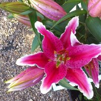 karina richardson (@x_richardson) 's Twitter Profile