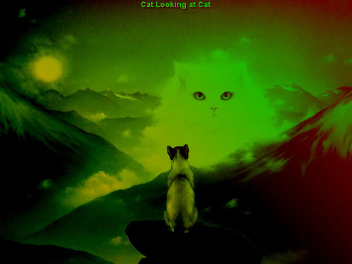 ghadeeraly's profile picture. manger