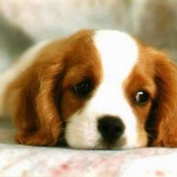 Me gusta comer pizza. Amo a mi perro, es mi mejor amigo y a veces siento que me entiende. Se llama Crispi