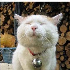 ねこ速　管理人　ねこです 猫好きのためのまとめサイトやってます！ フォローあれば必ず返します！ ＢＯＴじゃないですｗｗ