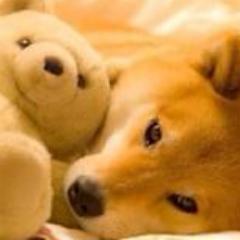 El chocolate es mi pasión. Soy Cheff y este es el peluche que me regaló un amigo muy querido.