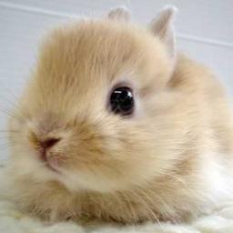 Este es mi conejo Pipo,le gusta comer lechuga y odia las zanahorias. Así soy yo de extraña también.